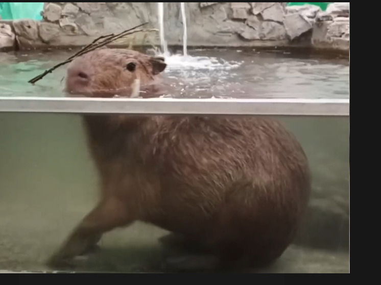 Дивное зрелище: зоопарк показал белгородцам скачущую капибару