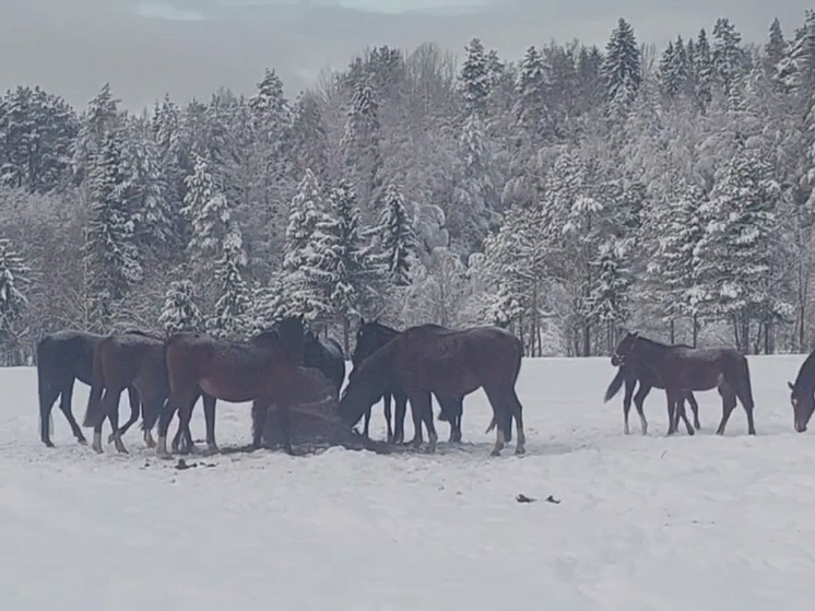 Лошади фермерского хозяйства Маланичевых порадовались снегу
