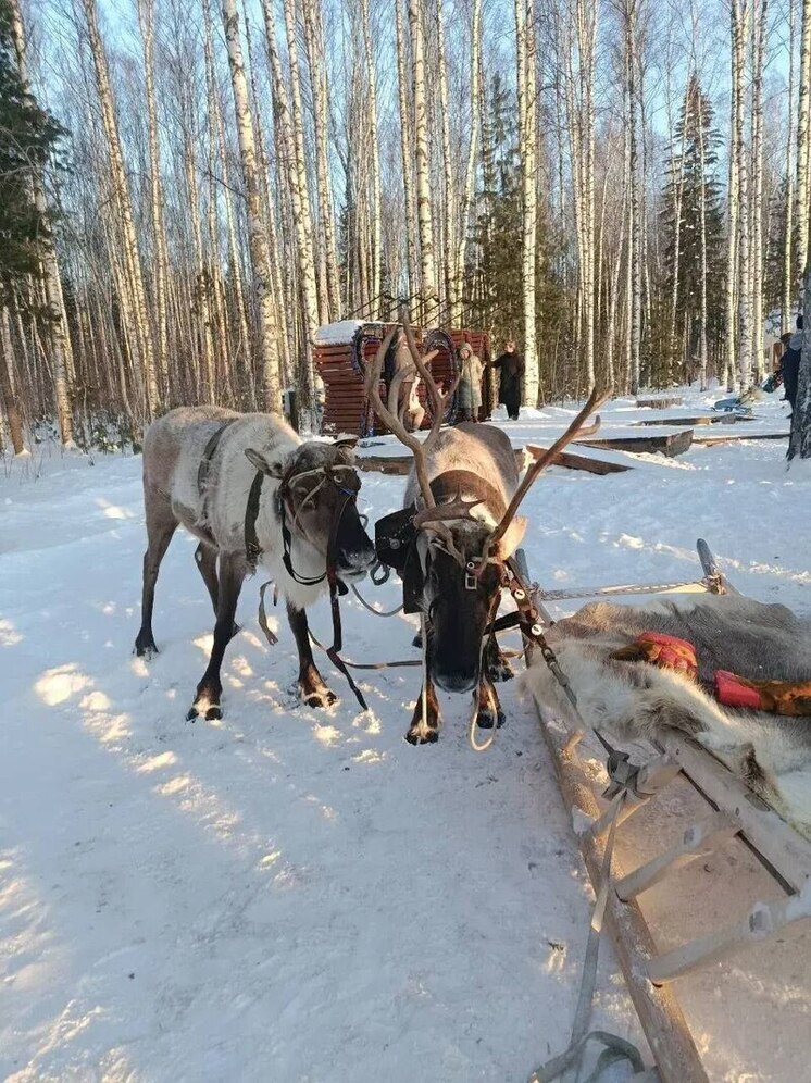 Северные олени поселились в лесном комплексе «Ягом» под Нижневартовском