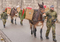 На протяжении нескольких месяцев в германском бундесвере ведутся масштабные и тихие расследования, потрясающие основы одного из самых элитных родов войск — воздушно-десантных. Центром скандала стал 26-й парашютно-десантный полк, дислоцированный в Цвайбрюккене. По информации издания Frankfurter Allgemeine Zeitung (статью перевели ИноСМИ), в отношении военнослужащих этого полка расследуется более двухсот уголовных и дисциплинарных дел, а материалы следствия насчитывают свыше шести тысяч листов. 