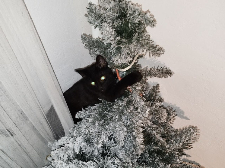 Кот, который пытается уронить новогоднюю елку (успешно или не очень) давно уже стал популярным мемом в социальных сетях