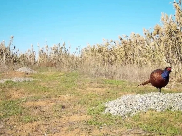 В заповеднике Калмыкии рассказали о популярном у животных галечнике