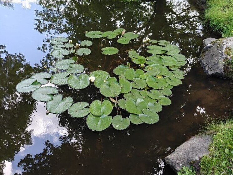 Власти Калининградской области ищут подрядчика на 2,8 млрд рублей