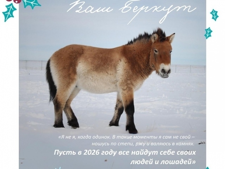 Лошади Пржевальского из Оренбургского заповедника «поздравили» оренбуржцев с Новым годом