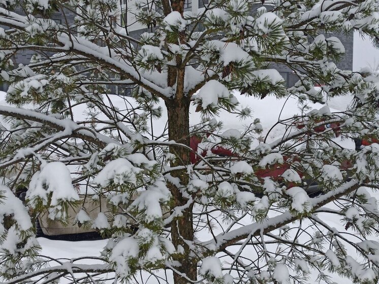 На Костромскую область надвигается январская метель