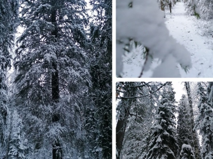 В Заозерском заказнике обновили маршрут к самой большой ели в Карелии