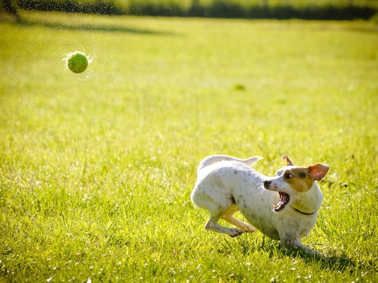 Требования к выгулу собак утверждены Федеральным законом от 27