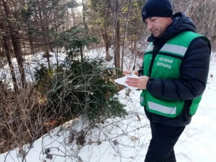 «Черные лесорубы» уничтожили более 120 елей Хабаровского края в 2025 году