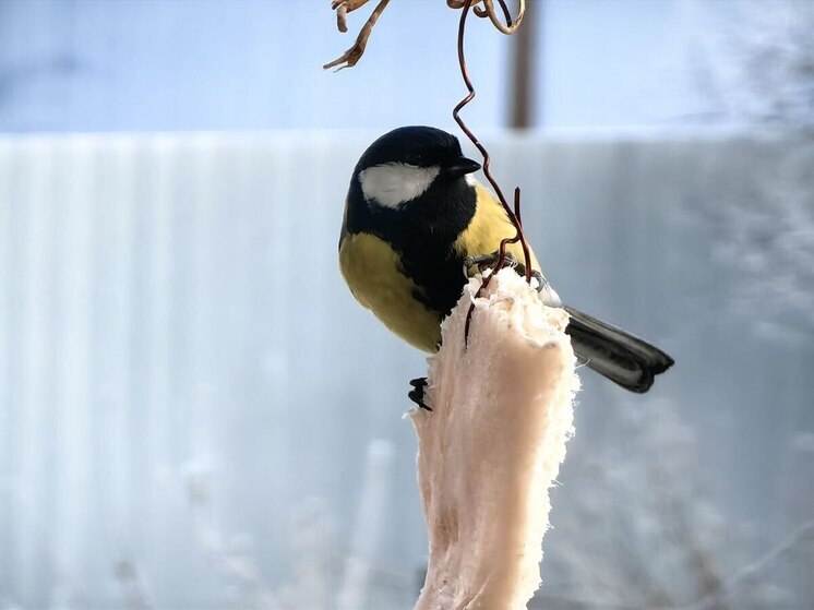 Жителям Хакасии предложили подкармливать птиц высококалорийными продуктами