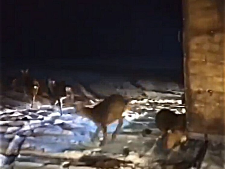 Популяцию пятнистых оленей пополнили в Аркадакском районе