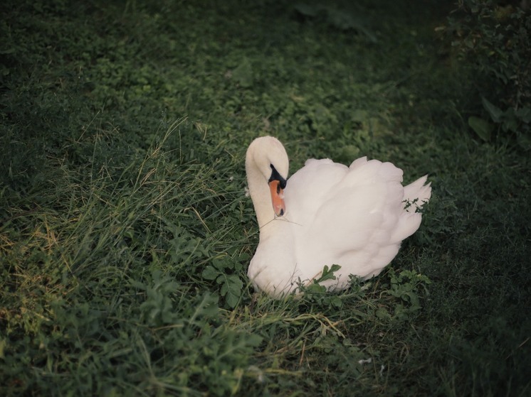 В Волгограде готовят спасательную операцию для примерзшего ко льду лебедя