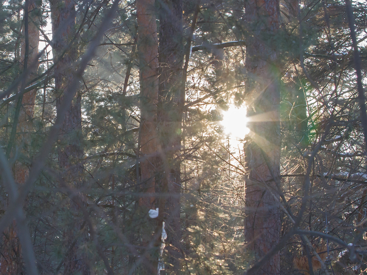 В Новосибирске усилили охрану лесов и охотничьих угодий на новогодние праздники