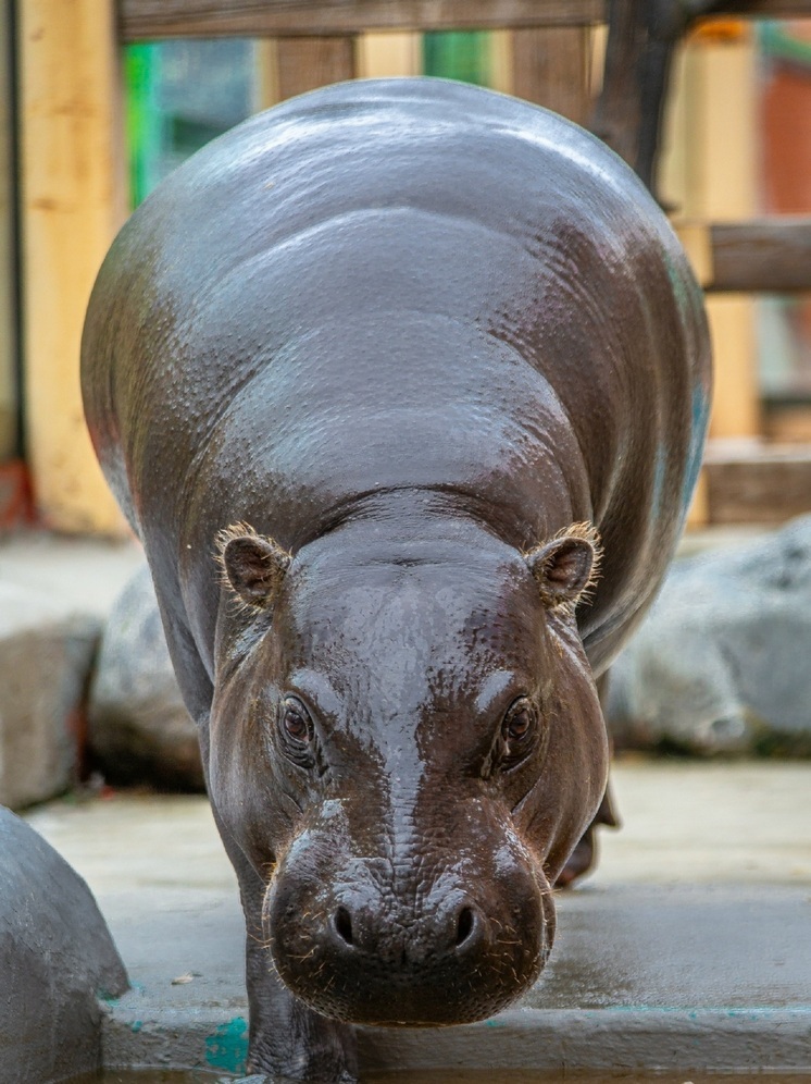 Показательные кормления животных проходят в зоопарке Екатеринбурга