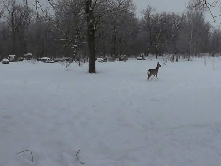 В Белинском районе задержали браконьеров с добытыми косулей и зайцами