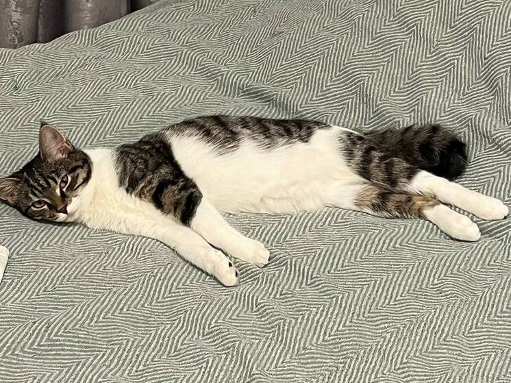 Новгородцам посоветовали напоить наевшуюся мишурой кошку маслом