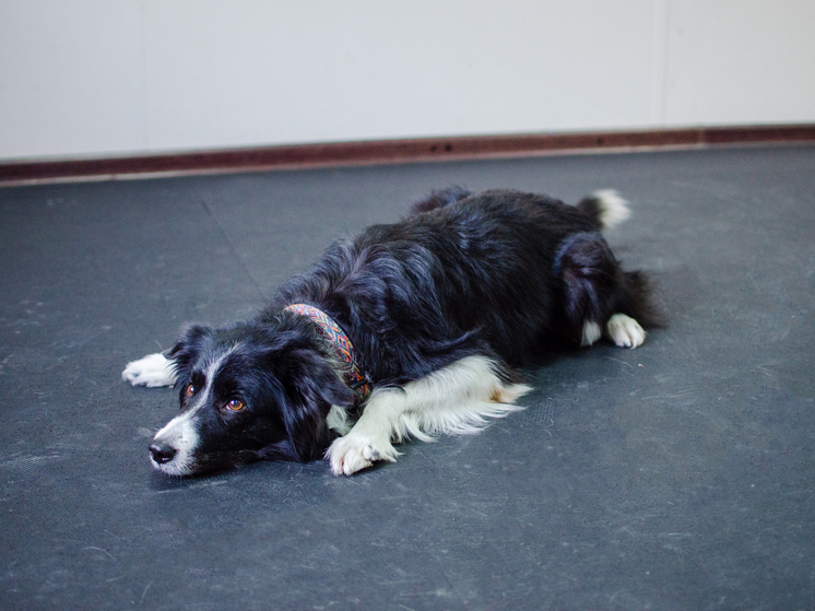 Новосибирские служебные собаки направлены в зону СВО для выполнения задач