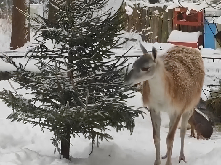 Нераспроданные елки отправились в Калининградский зоопарк