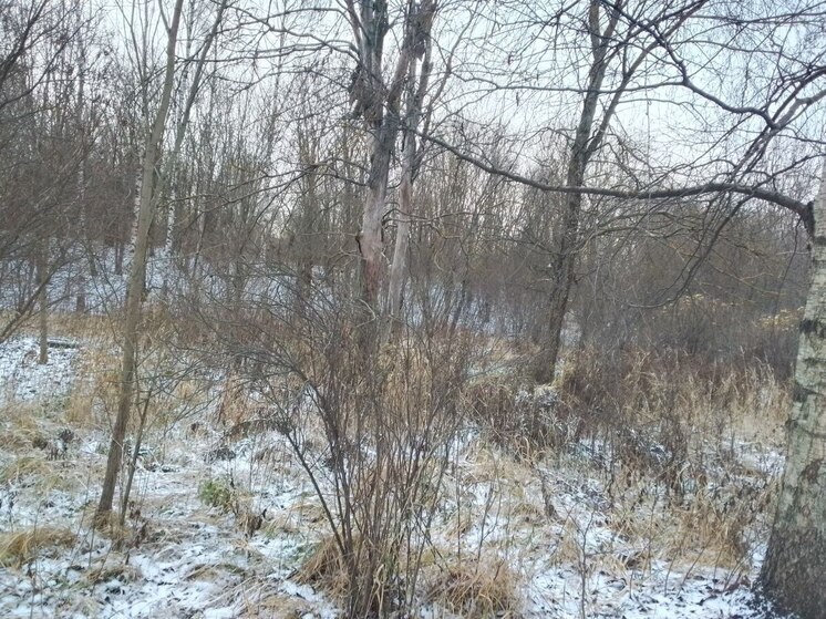 Новгородские спасатели вывели из леса двух потеряшек в районе деревни Соковая