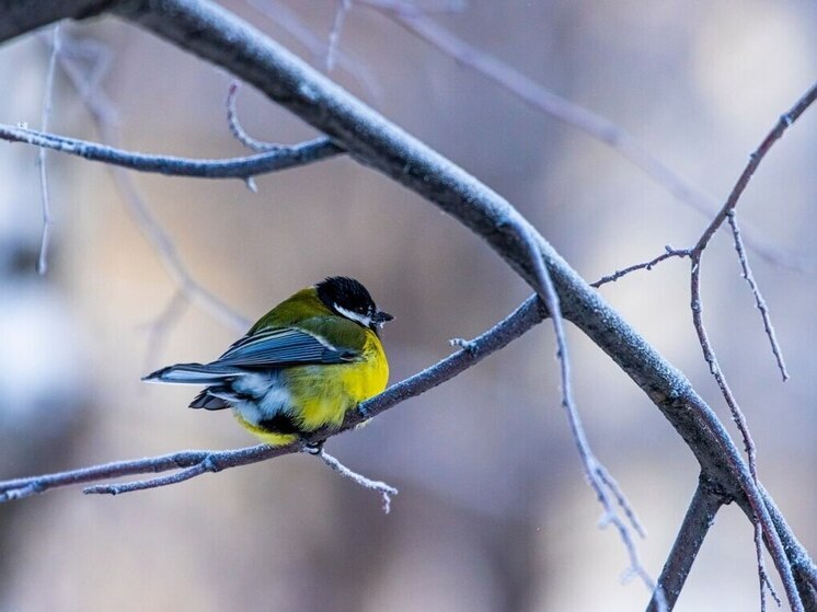 В Одигитриевском женском монастыре открыли необычную «столовую» для птиц