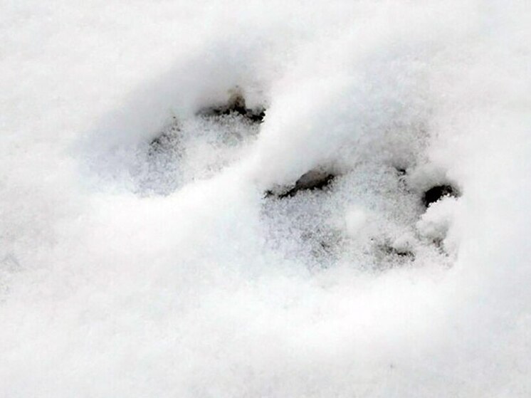 Стая волков вышла на улицы села в Пряжинском районе