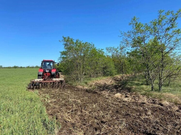 В Запорожской области за год высадили полмиллиона деревьев