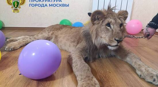 В столице прокуратура и Росприроднадзор обратили внимание на львов, используемых в коммерческих фотосессиях