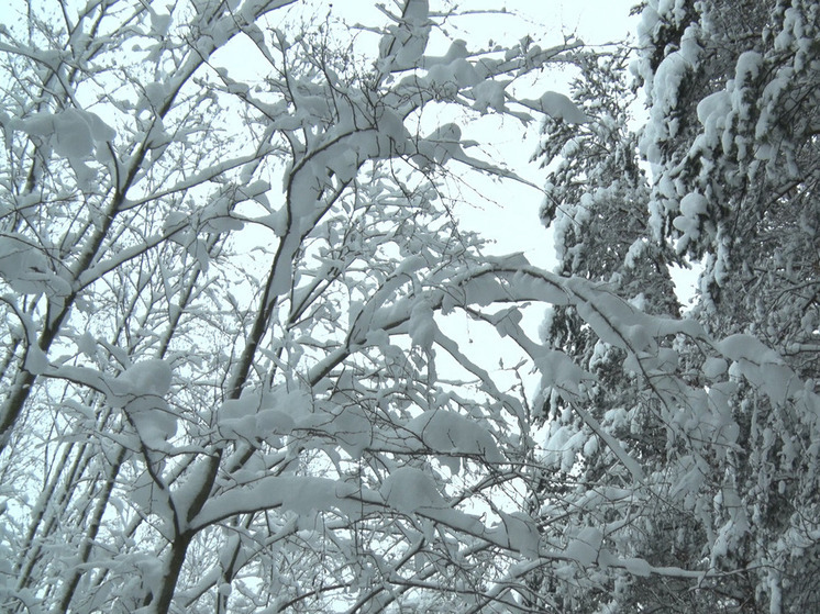 В первое воскресенье года в Ленобласти будет до −11 градусов