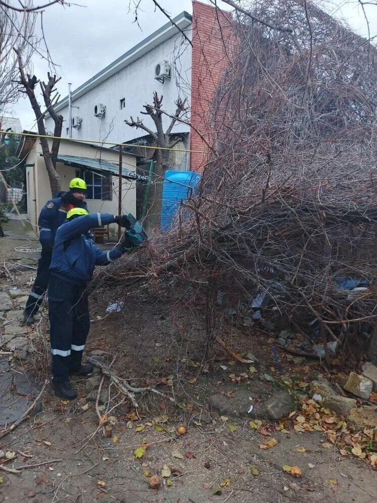 В Судаке из-за сильного ветра дерево рухнуло на газовую трубу