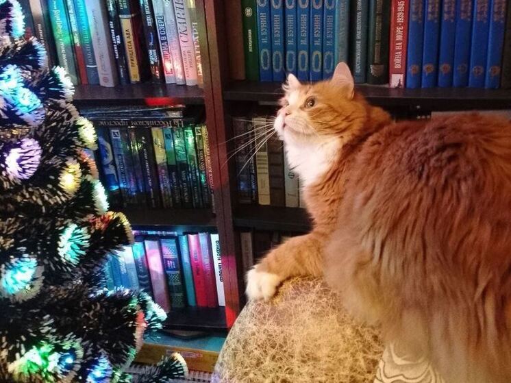 Полностью отучить кота от желания разрушить новогоднюю ёлку — задача непростая, но снизить интерес питомца к игрушкам вполне реально. Как это сделать, «МК в Ленобласти» рассказали специалисты.