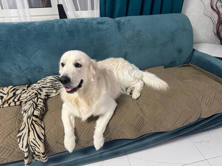 Трагедии новогодней ночи: более 10 животных сбежало в Тамбове, среди них белый ретривер Лео