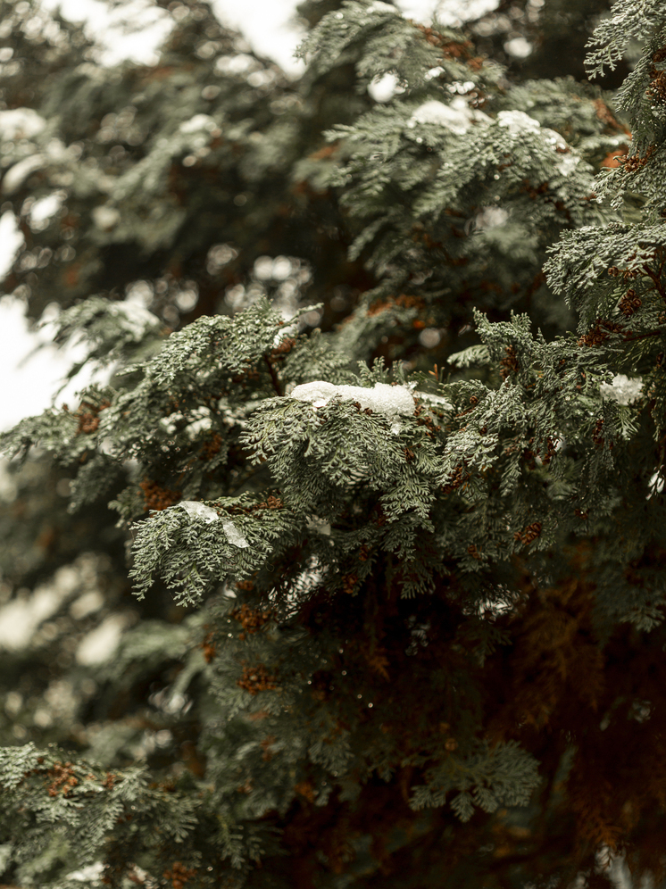 Двадцатиградусные морозы и ночной снегопад придут в Томскую область 4 января