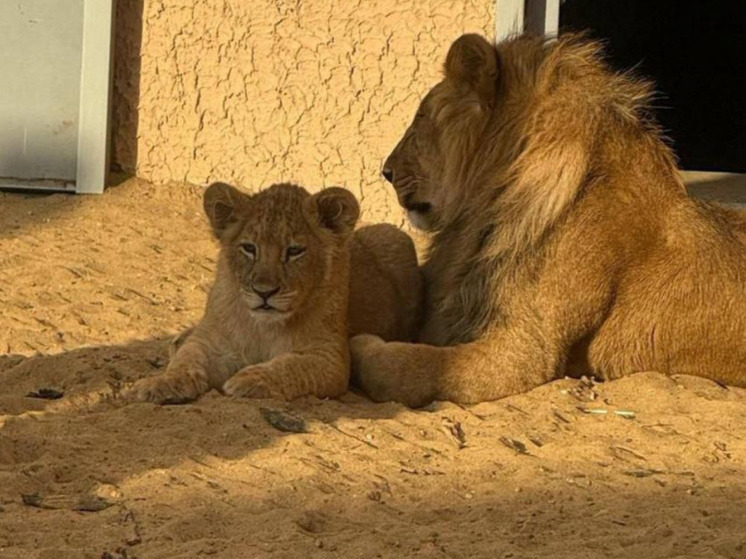 Бывшие хозяева диких хищников оказались под уголовным преследованием