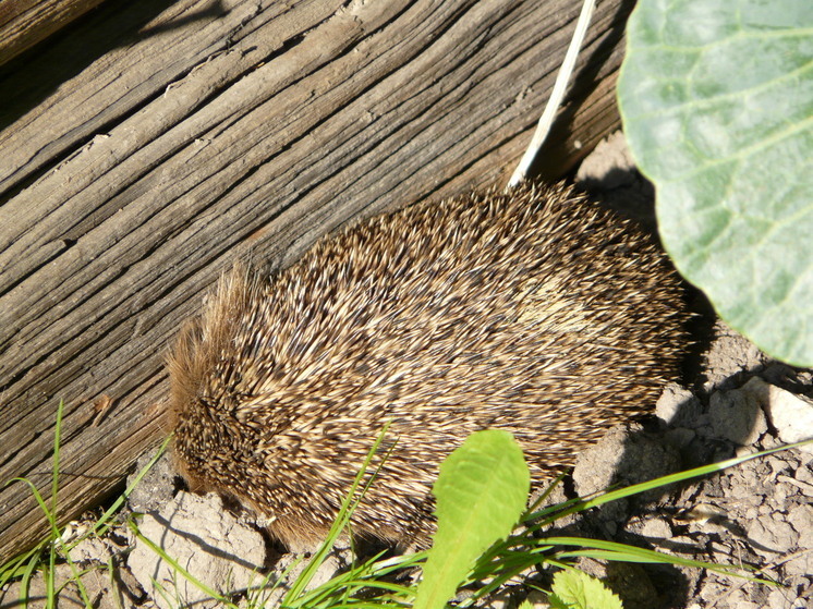 Сувенирный малый бизнес Поморья осваивает новые рынки