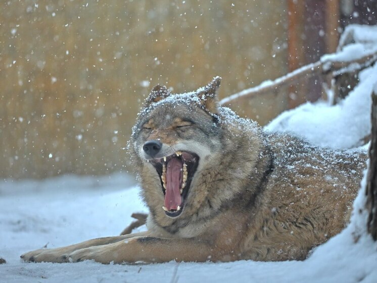 В Ленинградском зоопарке рассказали о безопасном для человека волке