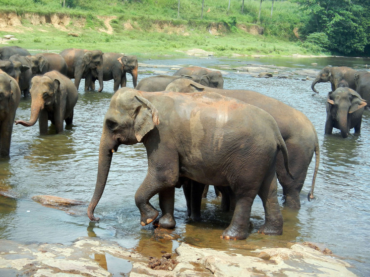 Слоны убили женщину, которая возвращалась домой с работы
