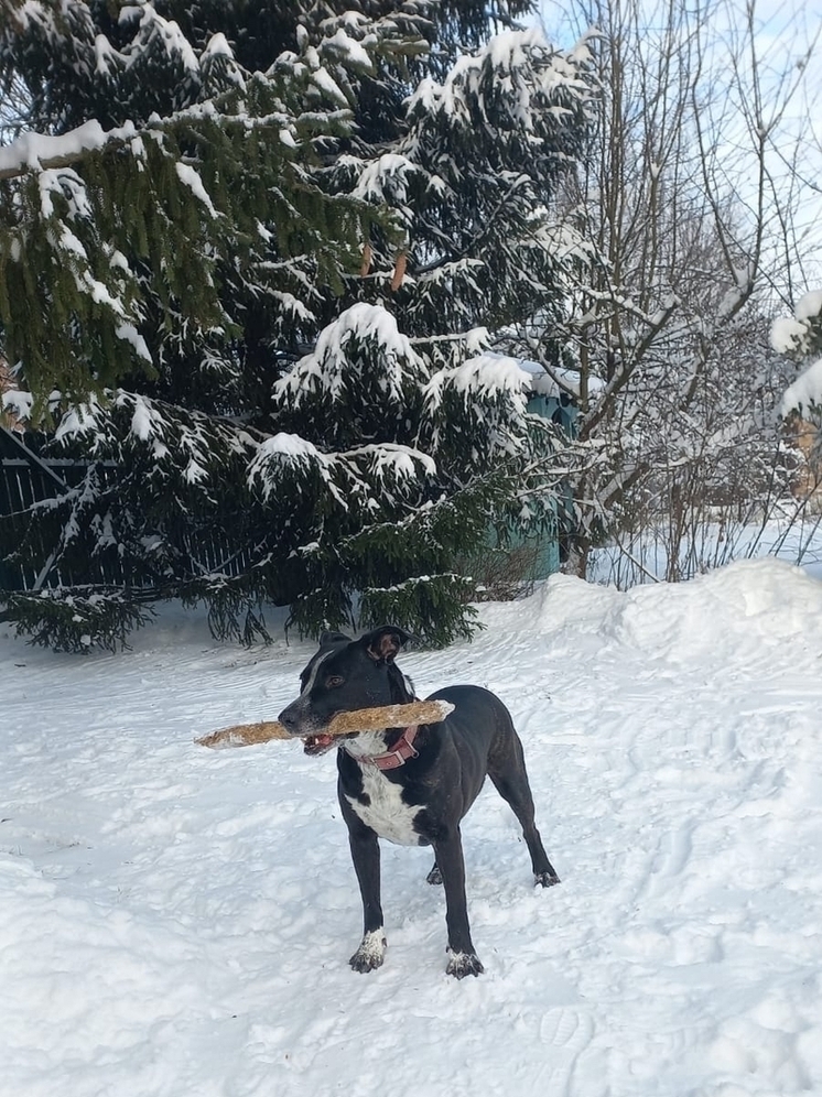 Десять сбежавших из-за фейерверков собак вернули владельцам в Ивановской области