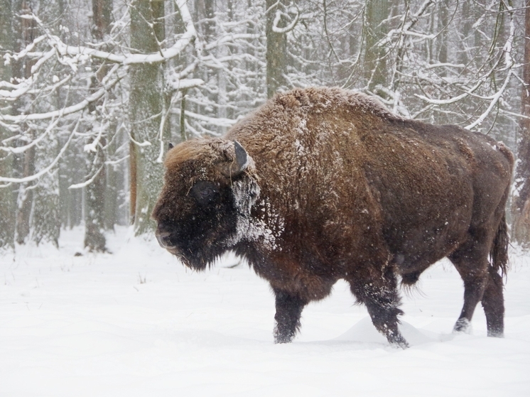 На заповедной территории Серпухова подвели интересные итоги года
