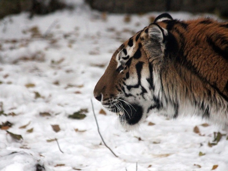 Конфликтный тигр в Приморье: что происходит в Дальнегорском округе