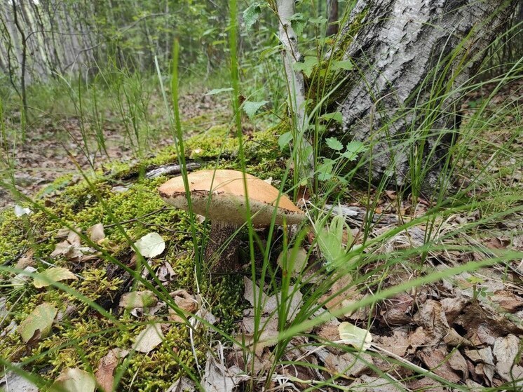 Ввоз грибов из Китая через Забайкальск вырос в 14 раз в 2025 году