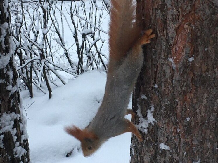 Синоптики пообещали 4 января Воронежской области без осадков