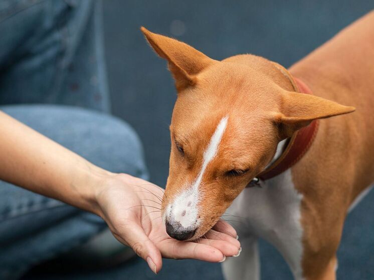 Зооволонтеры призвали ямальцев передать оставшуюся после праздников еду животным