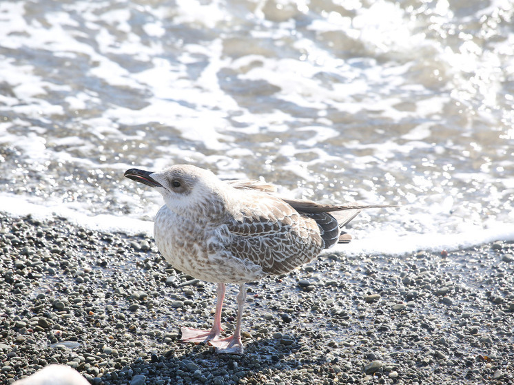 Азовское море в районе Ейска остыло до нуля градусов