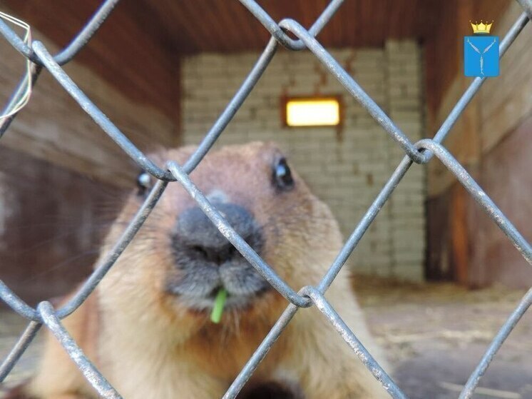 Сурок-«метеоролог» из Хвалынского парка ушёл в зимнюю спячку