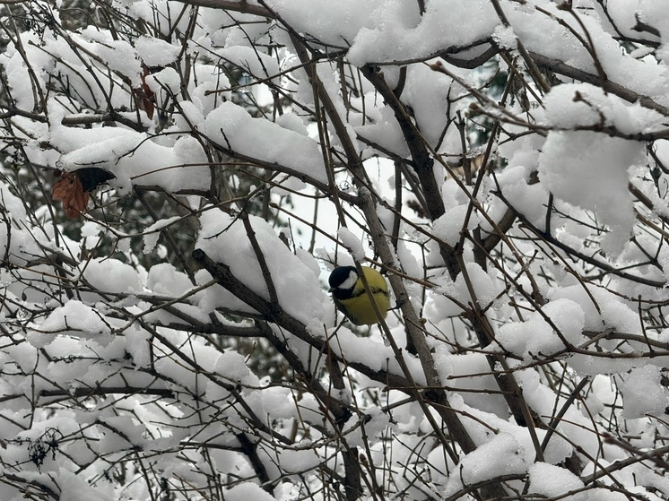 Техника расчищает Подмосковье от снега 5 января