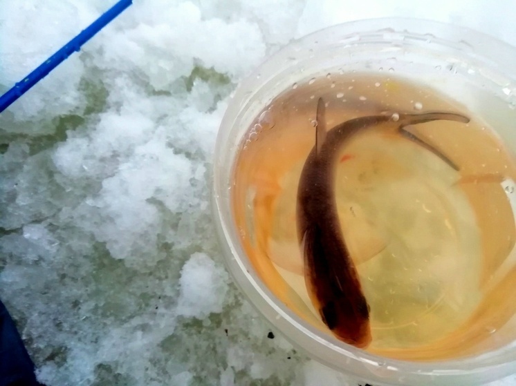 В Череповце с 4 января снимаются ограничения на выход на лед реки Шексны