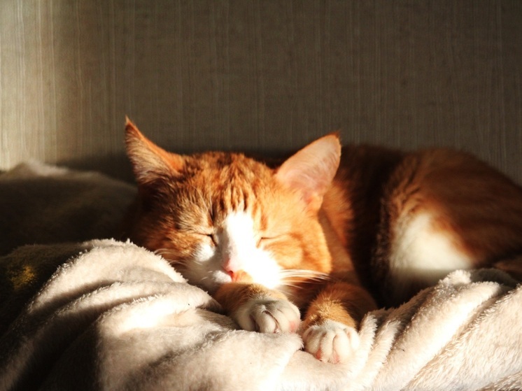 После праздников: как вернуть новосибирцам здоровый сон и восстановить силы