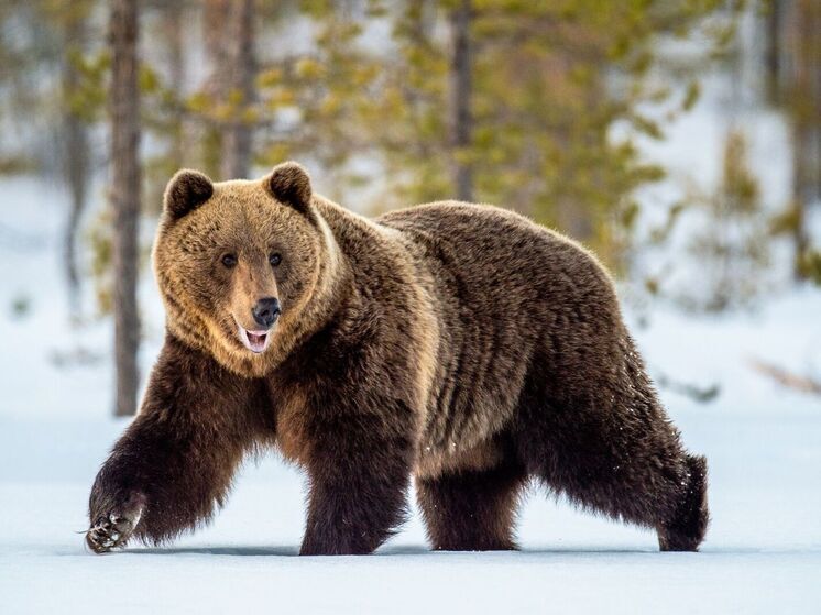 На Ямале завершился сезон охоты на бурого медведя