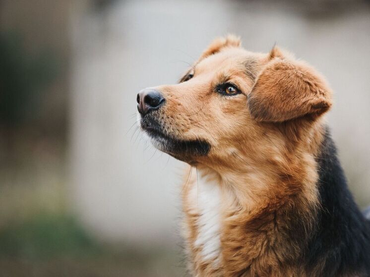 Приют для животных в Тарко-Сале пригласил северян на День открытых дверей