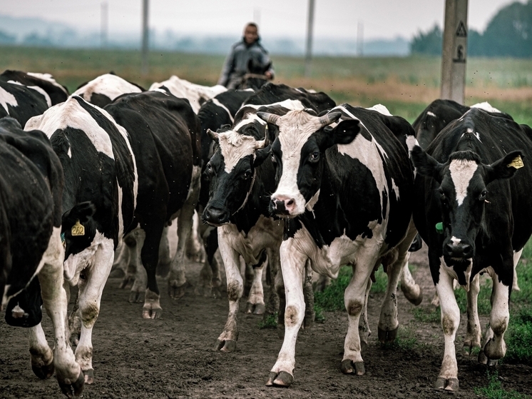 В Красноярском крае введён карантин из-за бешенства животных в Уярском районе
