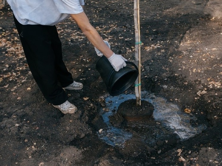 Более двух миллионов деревьев высадили в Пензенской области в 2025 году